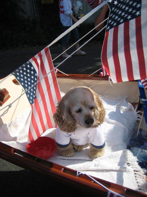 fourth of july dog