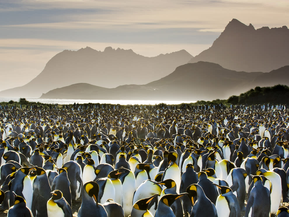King penguin colony, Aptenodytes patagonicus, South Georgia Island.Credit: Photograph by Frans Lanting, National Geographic Creative