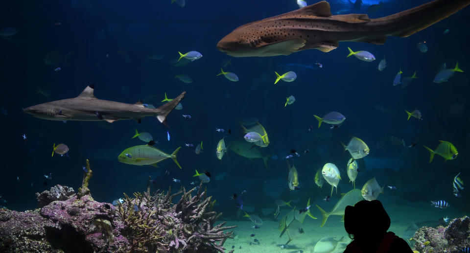 Indian tourist Nikhil Bhatia is accused of kissing a two-year-old boy at Sea Life Sydney Aquarium. Pictured is a stock image of a child looking into a fish tank at the aquarium.