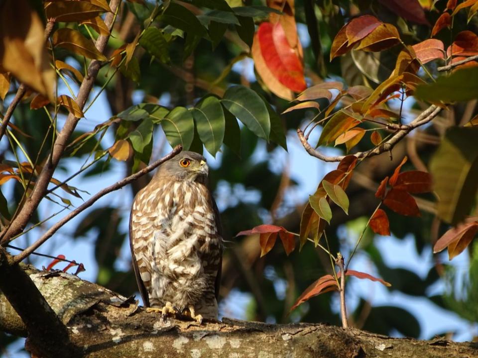 成大校園發現的鳳頭蒼鷹。（成大提供，黃伊君攝）