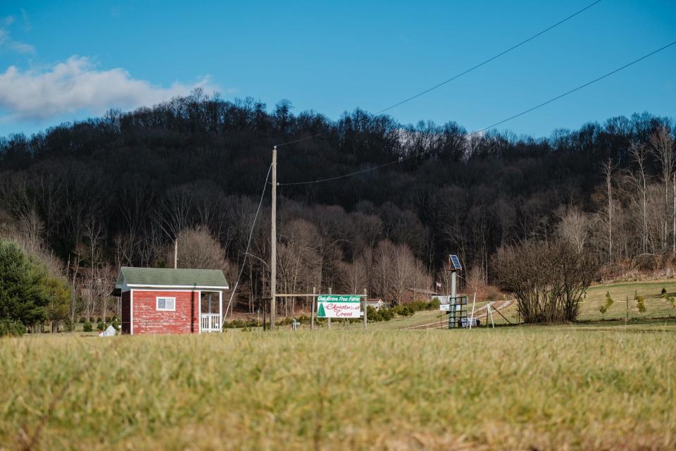 Oak Grove Tree Farm in Dennison is open Saturdays and Sundays for people to cut their own Christmas trees.