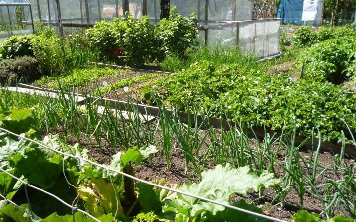 Aberystwyth allotments is an excellent example of what is possible in vegetable beds, and you'll leave feeling inspired to start your own - National Garden Scheme