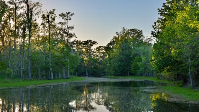 Realest Nature / Shutterstock.com