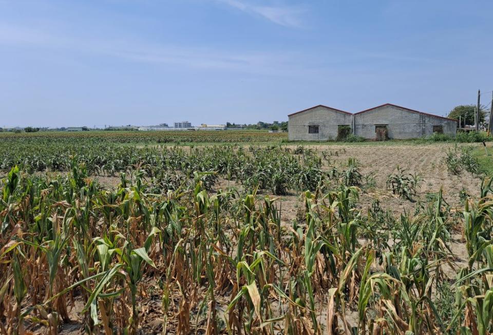 持續乾旱，高粱葉片陸續出現因缺水造成枯萎的生理現象。（農業局提供）