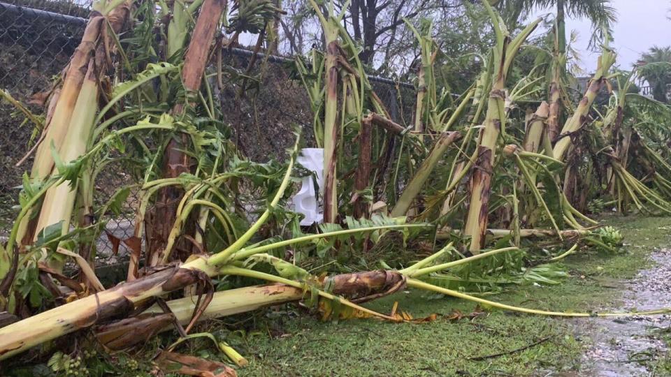 Trees lay on their sides following Typhoon Mawar outside Hagatna, Guam, Thursday, May 25, 2023. The Category 4 typhoon pummeled the U.S. Pacific territory with howling winds, torrential rain and a life-threatening storm surge as residents hunkered down on the island. (AP Photo/Grace Garces Bordallo)