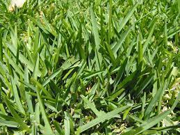 St. Augustine grass is lush but needs a lot of help in West Texas.