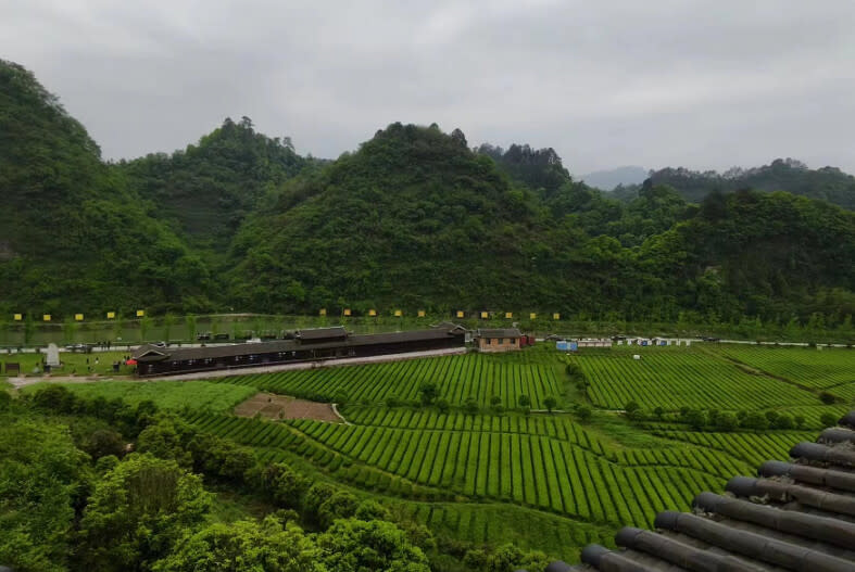 ▲辰龍關碣灘茶場被評為「湖南省十大最美茶園」。（記者徐迪攝）