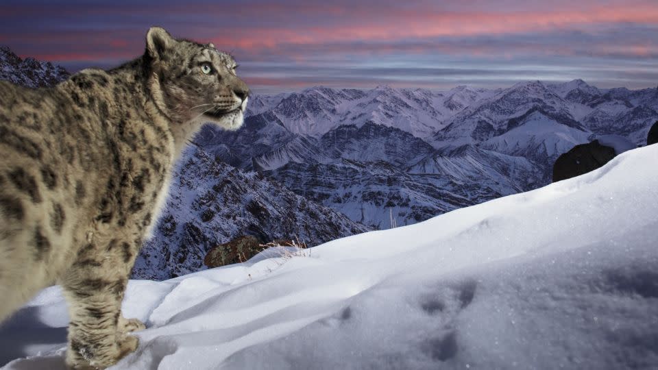 Leopards are notoriously hard to photograph due to their shy nature and often hard-to-reach habitats. This snow leopard was photographed in the mountains of<strong> </strong>Ladakh, India. - Sascha Fonseca