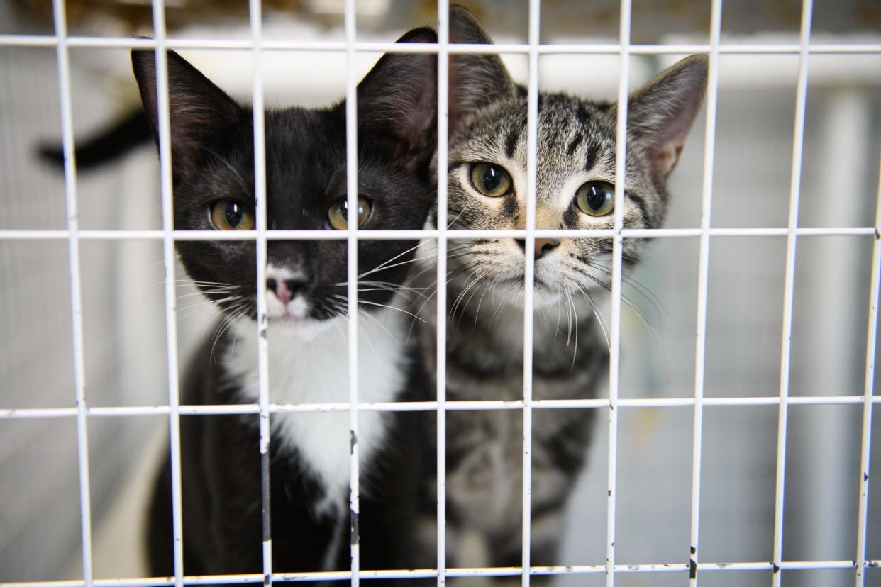 A couple of the many cats available for adoption at Fayetteville Animal Protection Society on Wednesday, Aug. 14, 2024.