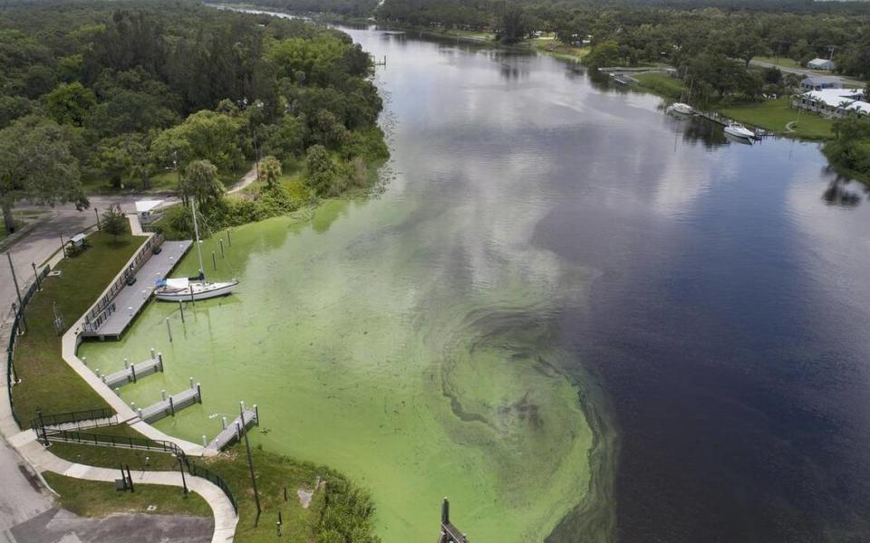 Una proliferación de algas arremolinándose en el río Caloosahatchee, cerca de Lake Okeechobee.