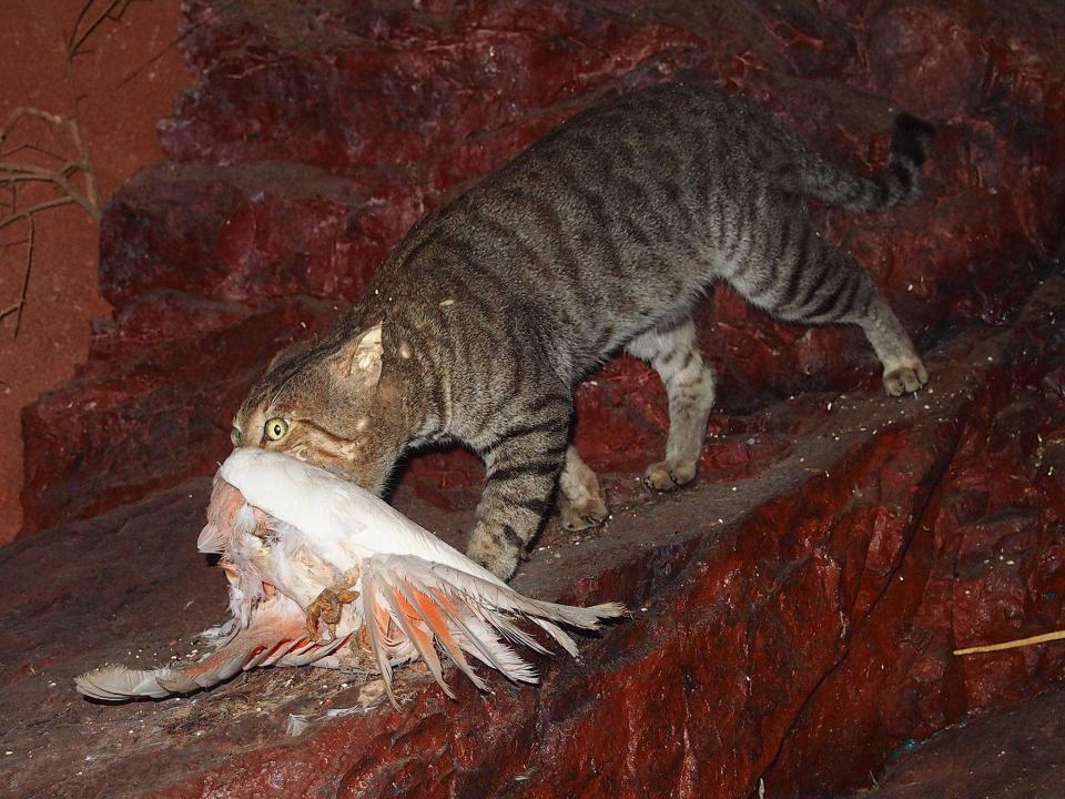 Un gato salvaje con una cacatúa abanderada en sus fauces, en Australia. (Wikimedia Commons)