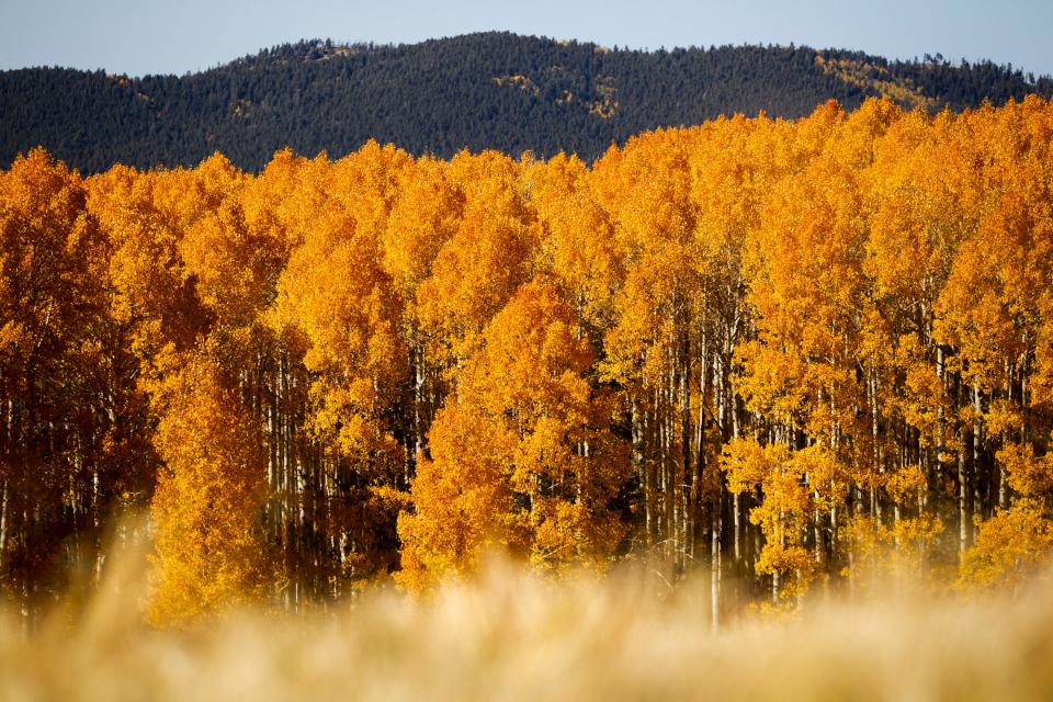 Aspen trees change to yellow and orange at Arizona Snowbowl in the San Francisco Peaks near Flagstaff on Oct. 15, 2019.