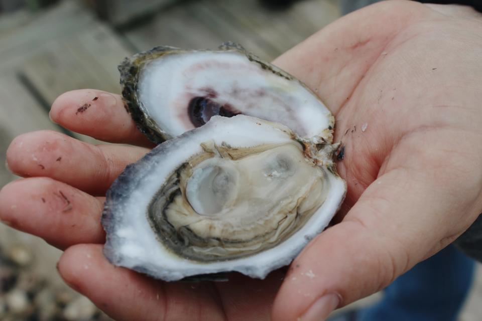 Ellis Chapman holds a shucked oyster in his hand, Thursday, Feb. 25, 2021, at Harte Research Institute's oyster farm in Palacios.