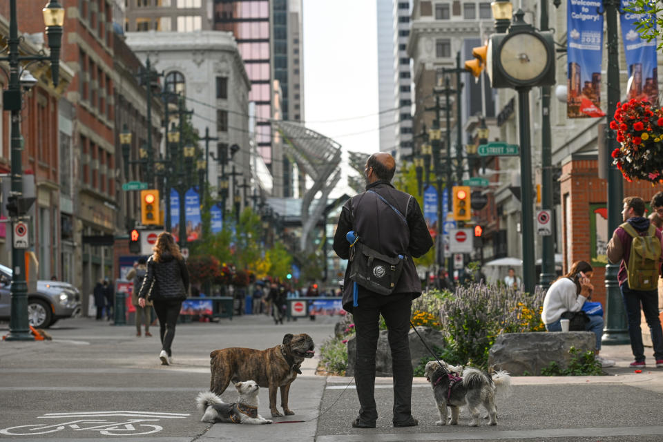 CALGARY, CANADA - September 18, 2023 : 
A man walks three dogs in downtown Calgary, on September 18, 2023, in Calgary, Canada. (Photo by Artur Widak/NurPhoto via Getty Images)