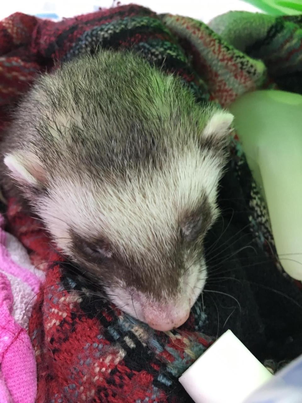 Bandit’s owners were worried sick after they took him to the vetPA
