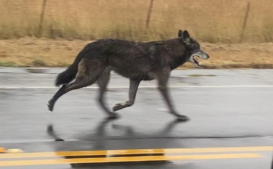 This wolf hybrid was spotted on the outskirts of Sebastopol (Sebastopol Police Department)