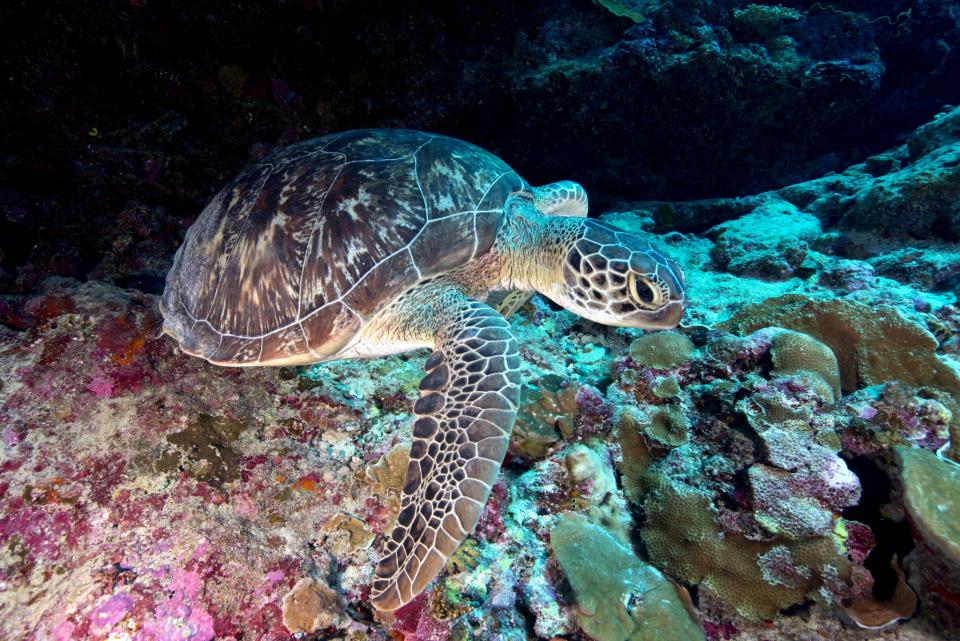 Night owls – Night diving in the Maldives