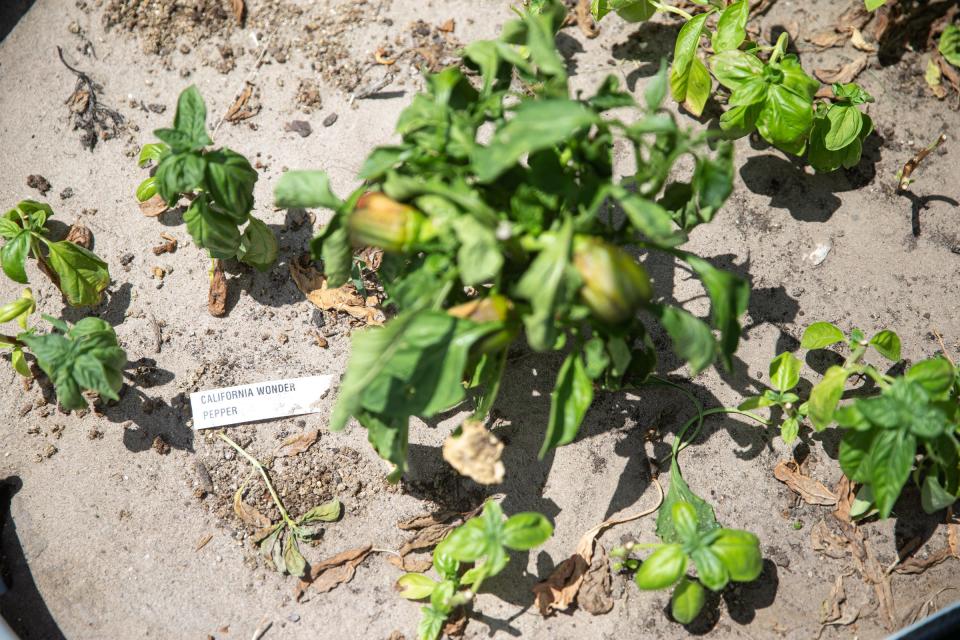 A California Wonder pepper grows in a community garden, funded by Humana and built by the Boys & Girls Clubs of the Coastal Bend, on Thursday, June 9, 2022, in Corpus Christi, Texas.