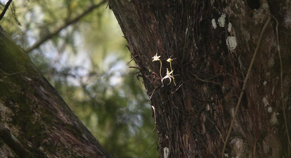 The famous ghost orchid at Corkscrew Swamp Sanctuary in Collier County. Several environmental groups are suing the federal government over failure to protect the rare orchid.