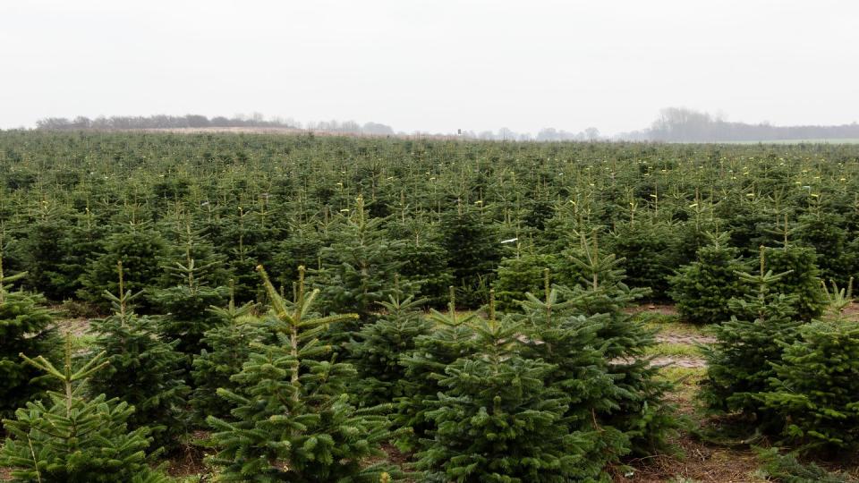 Nordmanntannen in einer Weihnachtsbaumzucht.