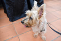 <p>A dog looks on at Howlloween at the Grand Copthorne Waterfront Hotel.(Photo: Bryan Huang/Yahoo Lifestyle Singapore)</p>