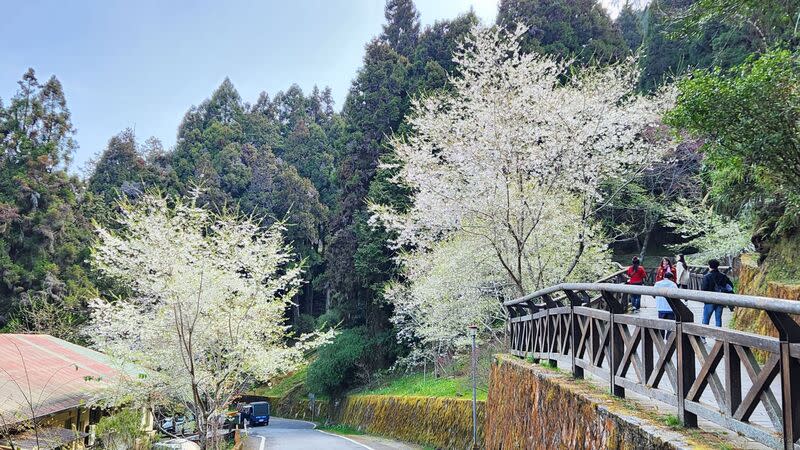 阿里山花季10日登場（2） 阿里山花季10日登場，阿里山國家森林遊樂區內霧社 櫻等陸續盛開。 （林業及自然保育署嘉義分署提供） 中央社記者蔡智明傳真  113年3月8日 