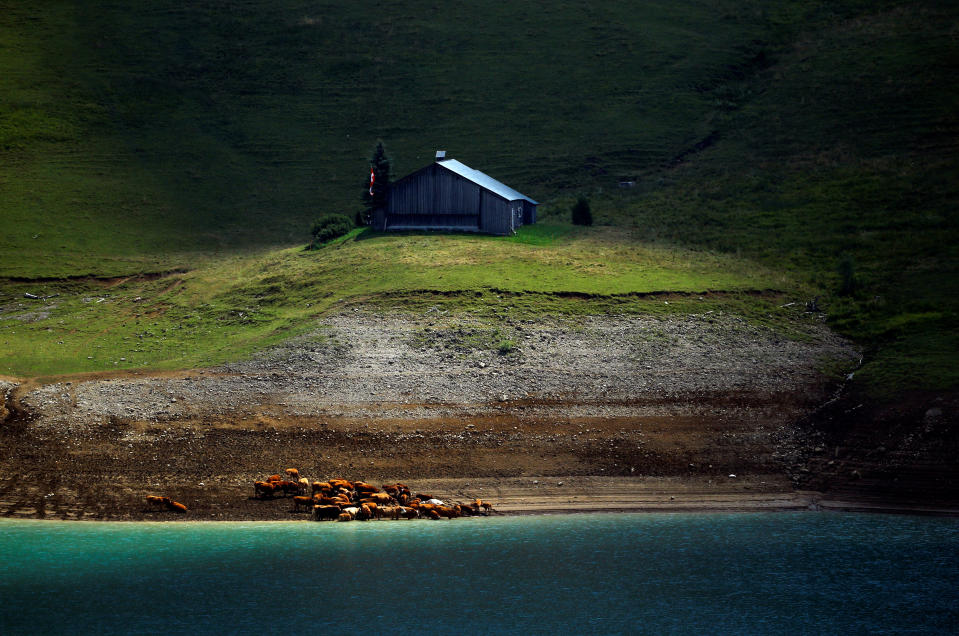 <p>Cows drink water from the Lac d’Hongrin during an ongoing drought near Chateau d’Oex, Switzerland, Aug. 7, 2018. (Photo: Denis Balibouse/Reuters) </p>