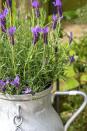 <p>'Although loved by many, the strong scent of lavender is known to deter many bugs away from crops and flowers. The strong smell will keep biting bugs at bay and will instead attract nectar-feeding bees and butterflies into your garden,' explain GardenBuildingsDirect.co.uk. </p><p><strong>Follow House Beautiful on <a href="https://www.instagram.com/housebeautifuluk/" rel="nofollow noopener" target="_blank" data-ylk="slk:Instagram;elm:context_link;itc:0" class="link ">Instagram</a>.</strong></p>