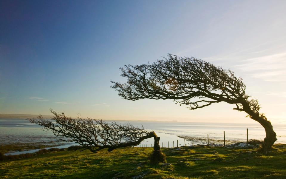 Hawthorn trees bent by the prevailing wind on Humphrey Head Point on Morecambe Bay, Cumbria, UK - Getty/Corbis RF