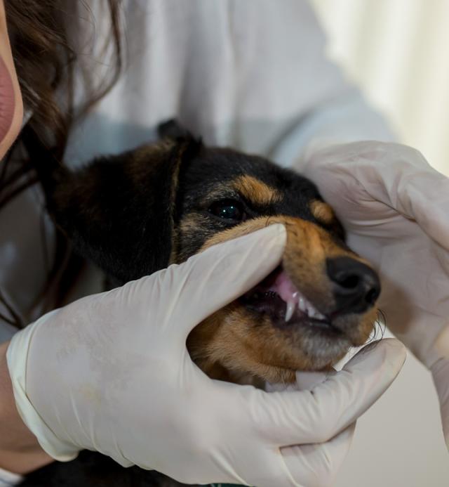 how much does a dog urinalysis cost