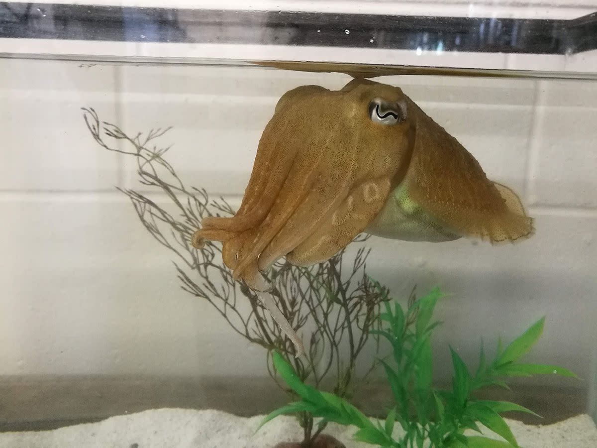 The common cuttlefish, Sepia officinalis, in a tank at the Marine Biological Laboratory.