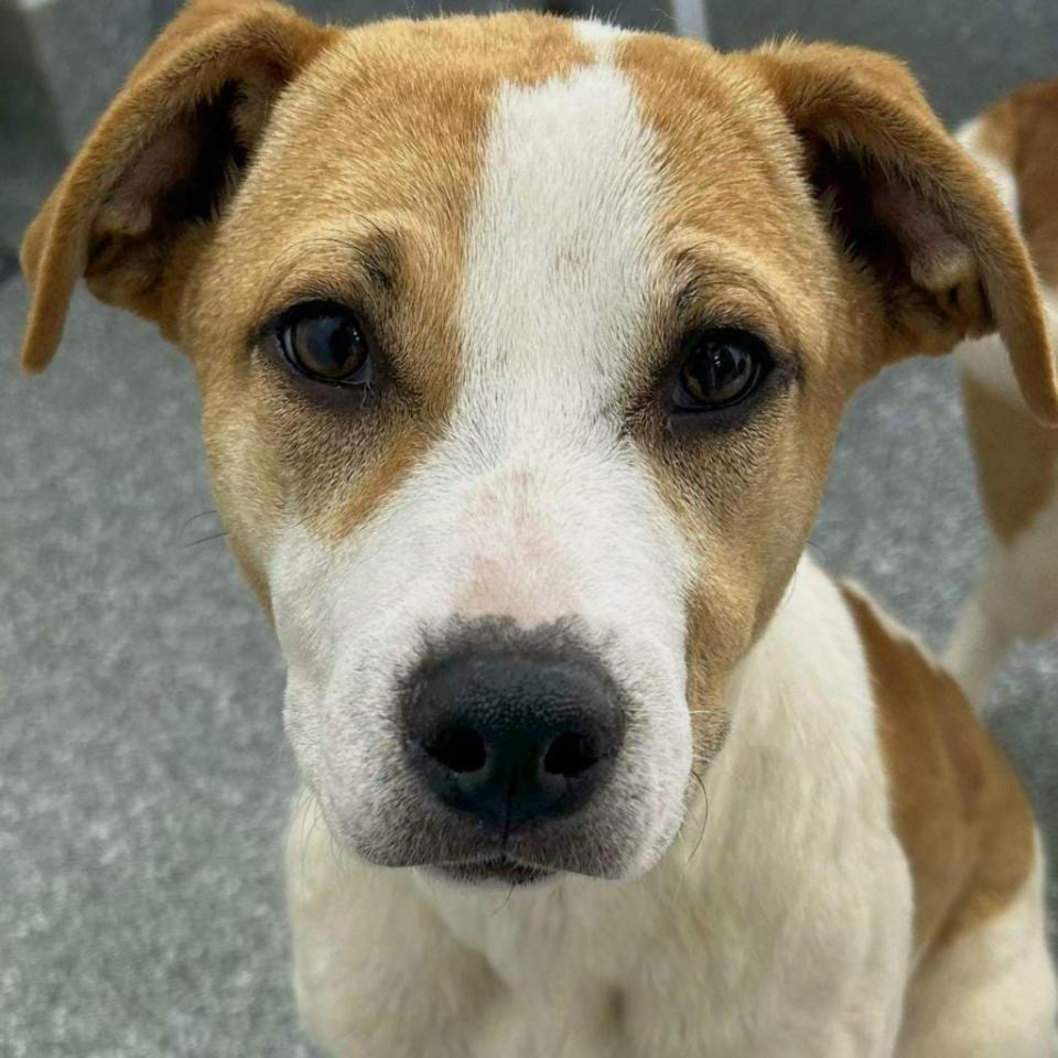 Pam is an adorable, 6-month-old hound puppy mix ready for a forever family to grow up with. You’ll find a loyal companion and endless tail wags. She'’ll need some training, but she's super smart and eager to learn. She might be shy at first but give her time.