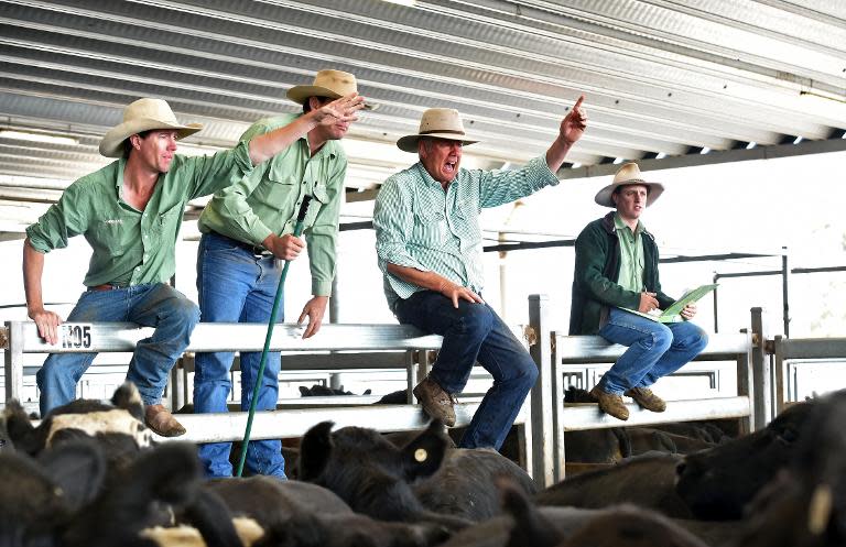 Livestock agents sell cattle at a weekly market in New South Wales, where mental health experts say the risk of suicide has increased as farming conditions worsen