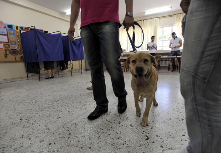 A police dog searches a polling station before the leader of the Greek Socialist PASOK party Evangelos Venizelos arrives to cast his ballot in Thessaloniki, northern Greece Sunday May 6, 2012. Greeks cast ballots on Sunday in their most critical _ and uncertain _ election in decades, with voters set to punish the two main parties that are being held responsible for the country's dire economic straits. (AP Photo/Nikolas Giakoumidis)