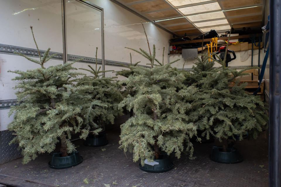 HONG KONG, CHINA - JANUARY 8: Discarded Christmas trees are collected for recycling after Christmas, on January 8, 2021 in Hong Kong, China. (Photo by Billy H.C. Kwok/Getty Images)