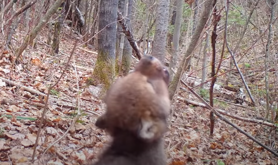 A brown wolf pup howling in the forest