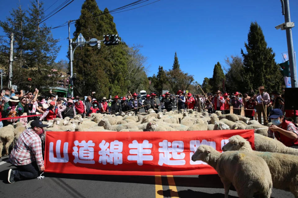 <strong>南投清境農場23日舉辦「奔羊節」，113隻「山道綿羊」和上千民眾一起奔跑在台14甲線。（圖／翻攝自Facebook@清境農場 Qingjing Farm）</strong>