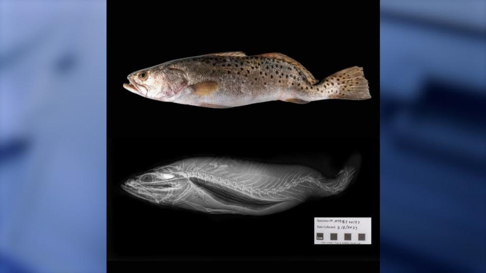 <div>The FWC Fish and Wildlife Research Institute shared X-ray images of other fish species, like this seatrout, where you can see the "strange shape of the vertebral column." (Photo: FWC Fish and Wildlife Research Institute)</div>