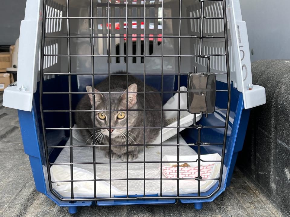 On Wednesday, Aug. 3, about 150 cats from Florida were flown to New Bedford Regional Airport to be adopted out of Southeastern Massachusetts shelters as part of a new ASPCA program.