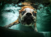 A bulldog looks bug-eyed under the water.