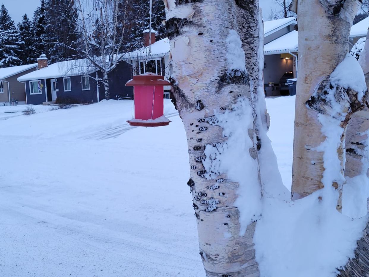 After a recent dump of snow, residents of Prince George, B.C., are bracing for temperatures as low as –40 C, feeling even colder with a northerly wind. (Andrew Kurjata/CBC - image credit)