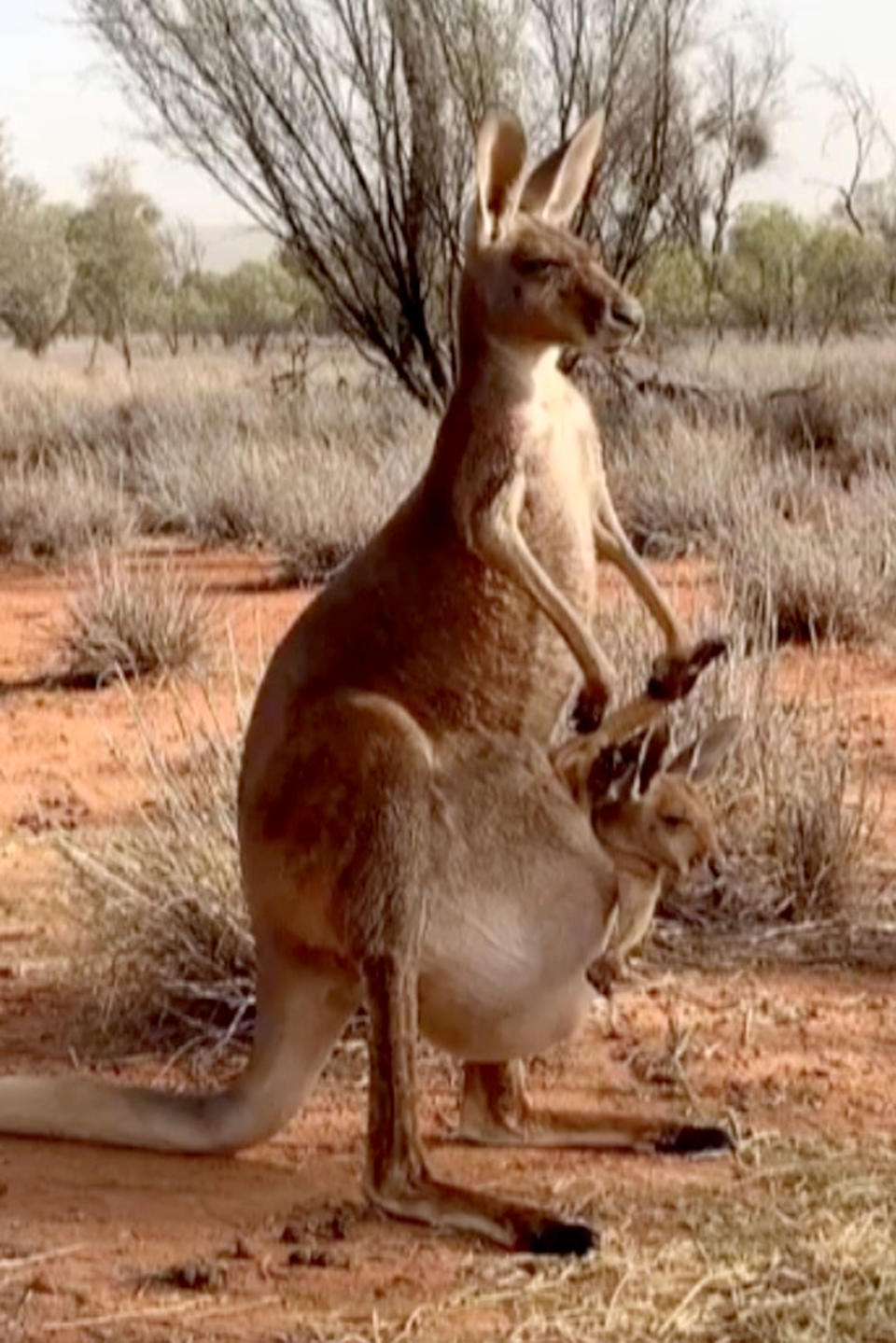 Footage shows Brandon the eight-month-old joey, who is the son of late Roger the buff kangaroo, inside of his mum’s pouch in Australia. Source: Tahnee Passmore Barns/The Kangaroo Sanctuary/Caters