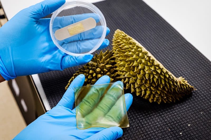 Hydrogel patch and plaster made from durian husk