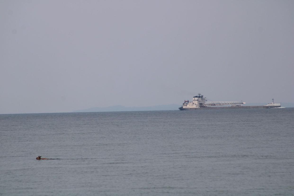 A deer at the northern tip of the Lower Peninsula swims from Fort Michilimackinac toward McGulpin Point, 2 or 3 miles away, in the Straits of Mackinac on June 8, 2023.