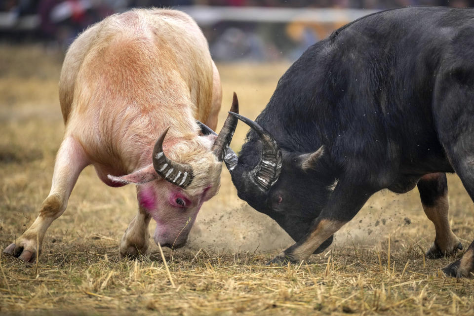 A pair of buffaloes lock horns during a fight held as part of the Magh Bihu harvest festival at Ahotguri village, east of Guwahati, Assam, India, Jan. 16, 2024. Traditional bird and buffalo fights resumed in India’s remote northeast after the supreme court ended a nine-year ban, despite opposition from wildlife activists. (AP Photo/Anupam Nath)