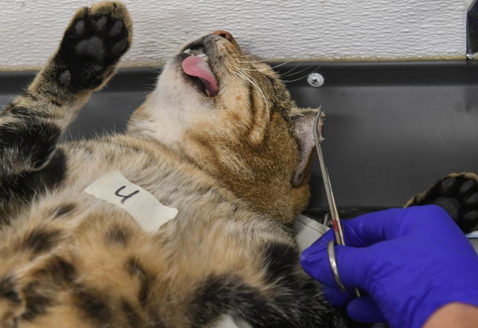 One of five feral cats had its ear tipped after sterilization by Veterinarian Dr. Julie Kittams, on Wednesday, Oct. 25, 2023. The ear tip is an indication that the feral cat has been sterilized and returned to its home territory to live out its normal life.