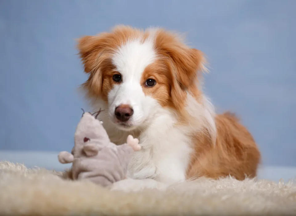 Border Collie dog sitting on carpet with soft toy.