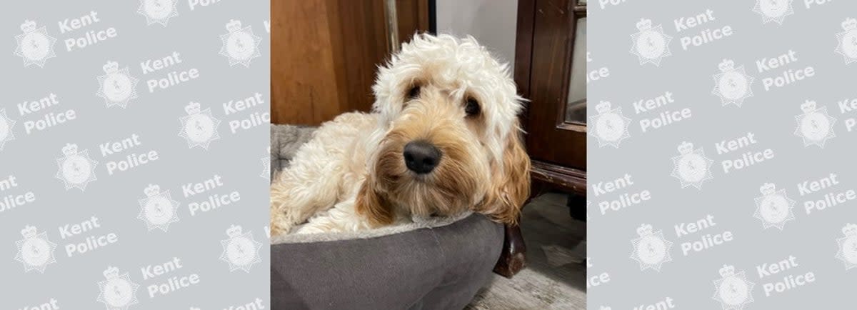 Milo the cockapoo was killed when robbers ran him over in Kent (Kent Police)