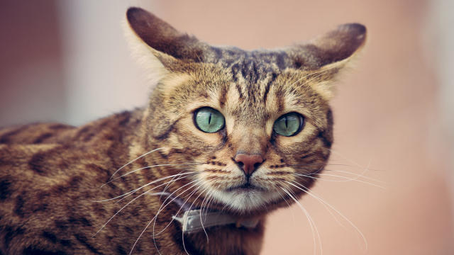 Cats' is undeniably creepy, and there's a psychological reason for it