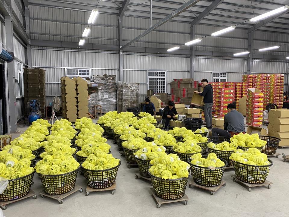 台東縣政府首次以海運方式將5000斤鳳梨釋迦銷至汶萊6個賣場。   圖：台東縣農業處／提供
